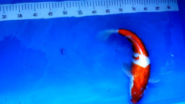 Японские карпы кои, Гинрин кохаку (Ginrin kohaku) смотреть онлайн