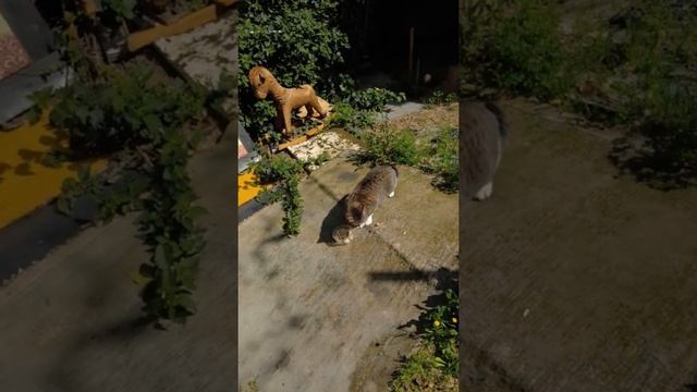 Кошачий сад с игрушками для уличных котиков. Funny cats garden. Kucing lucu. Lustige katzen. 面白い猫 смотреть онлайн