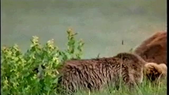 Clip: Brown Bears in Pakistan смотреть онлайн
