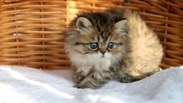 Персидская шиншилла, золотистая девочка. смотреть онлайн