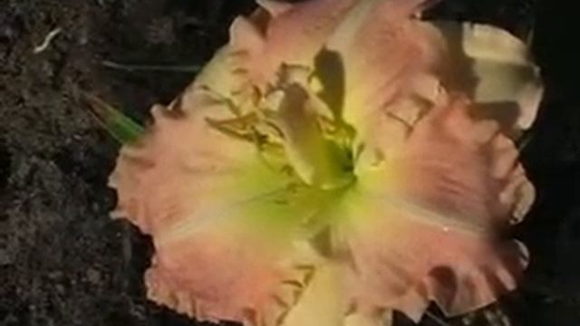 Лилейник daylily MOUNT HERMAN SENSATION смотреть онлайн