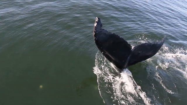 Whale watching in Prince Rupert, British Columbia, Canada [HD] 1080p 3/3 смотреть онлайн
