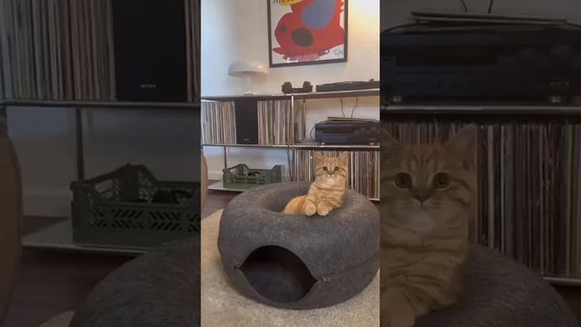 Новая Игрушка смотреть онлайн