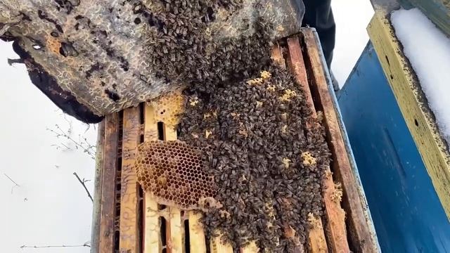 Зимовка на улице 1.01.2023 смотреть онлайн