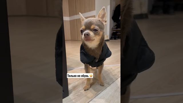 Лёня наденет шапку, рубашку, пиджак, дубленку, но только не обувь ??♀️ смотреть онлайн