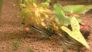 Коридорас Пигмей