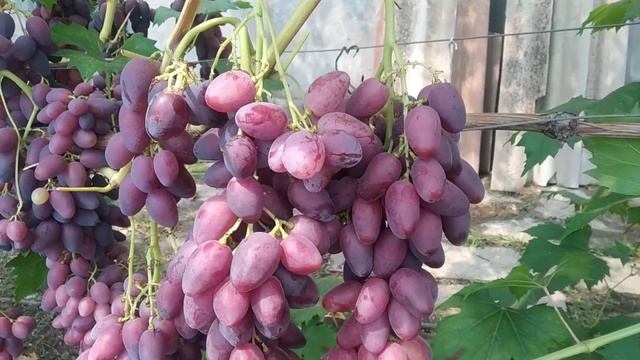 виноград Казанова смотреть онлайн