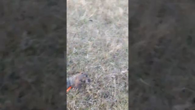 Manipulus Zephirine blood tracking смотреть онлайн