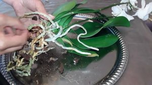 УЦЕНЁННЫЕ ОРХИДЕИ С АШАНА. Фаленопсис 2 сорт)))