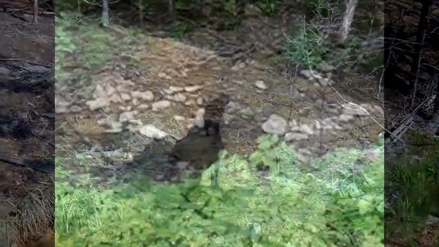 Bear Dog смотреть онлайн