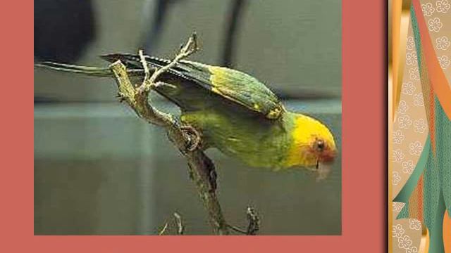 Птицы - попугаи 1 смотреть онлайн