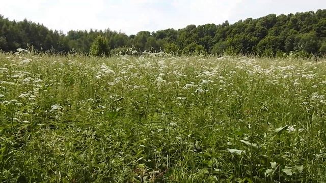 Коростель в Битцевском лесу (голос) смотреть онлайн