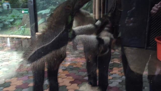 Драка гигантских муравьедов смотреть онлайн