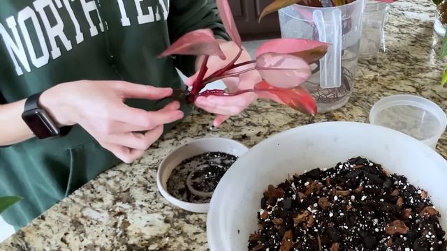 Import Pot Up And Chat | My Latest Import Plants + I Tried Online Dating For The First Time