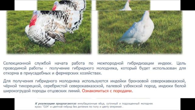 ВСЕ О СТАВРОПОЛЬСКОЙ ИНДЕЙКЕ смотреть онлайн