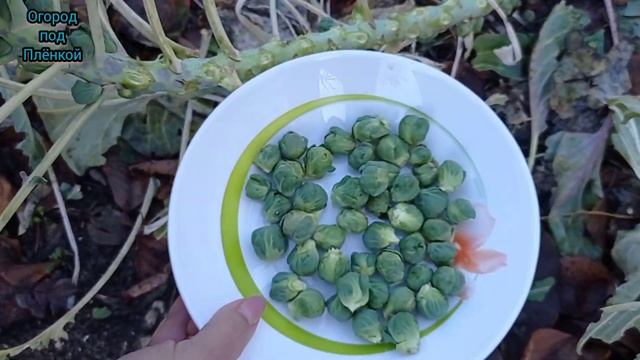 Сколько граммов брюссельской капусты с одного куста смотреть онлайн