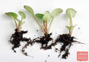 Рассаживание деток ФИАЛКИ,Как и когда рассадить деток фиалки