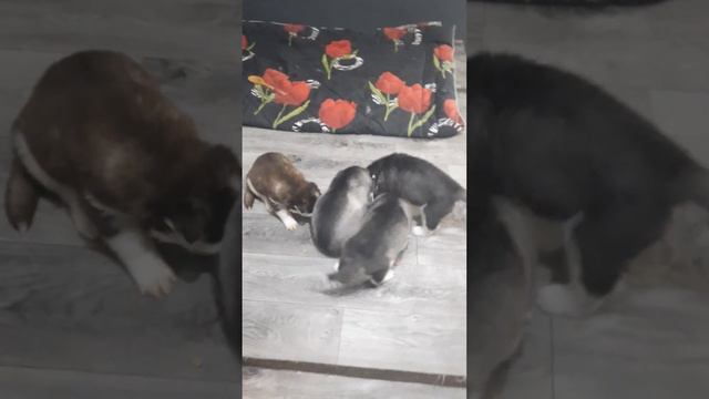 В большой семье не .... смотреть онлайн