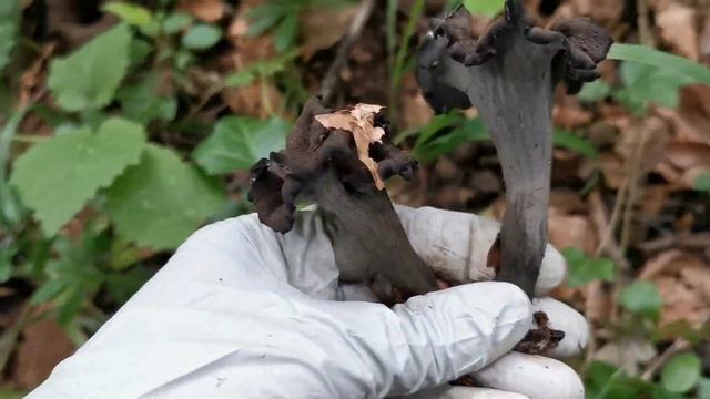 158. เยอะขนาดนี่ เรื่มตรงไหนก่อนดี Trompette de la mort смотреть онлайн