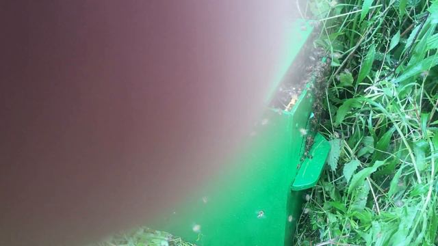 Роение пчел. Рои выходят и возвращаются. смотреть онлайн