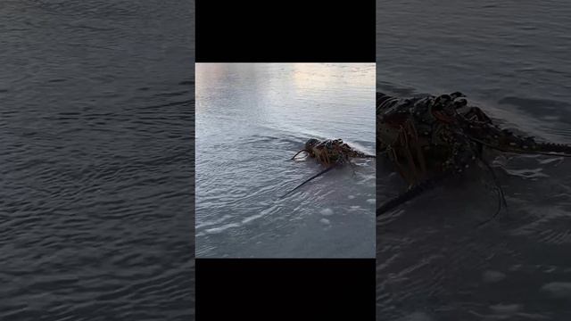 Лобстер бегает по пляжу на Кубе