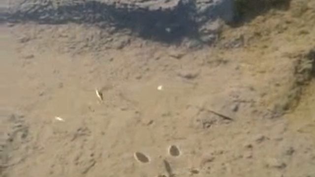 Водомерки на Оби смотреть онлайн