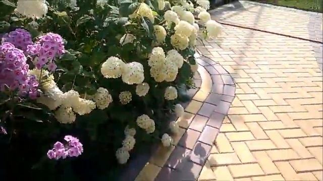 Чтобы гортензия пышно цвела, нужно подкислить и подкормить. Как сделать гортензию розовой? смотреть онлайн