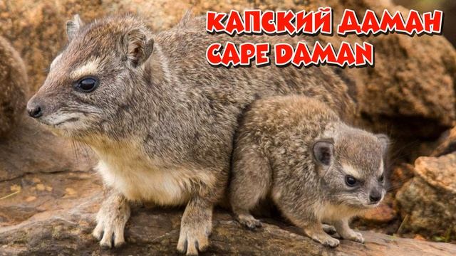 Животные Сенегала / Animals Of Senegal