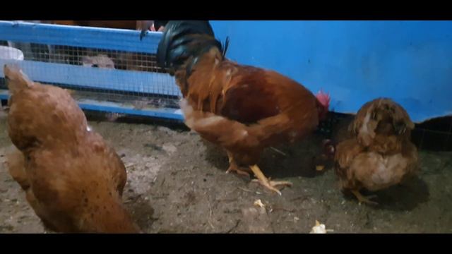 Мясояичные породы кур Австралорп, Нью-Гемпшир, Билефельдер. смотреть онлайн