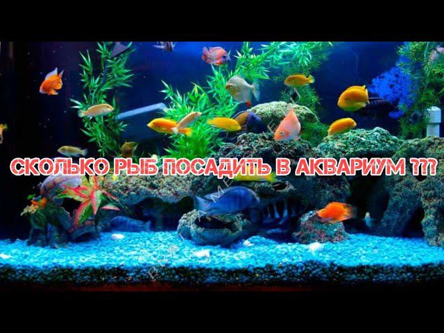 СОВЕТЫ ПО КОЛИЧЕСТВУ РЫБ В АКВАРИУМЕ смотреть онлайн