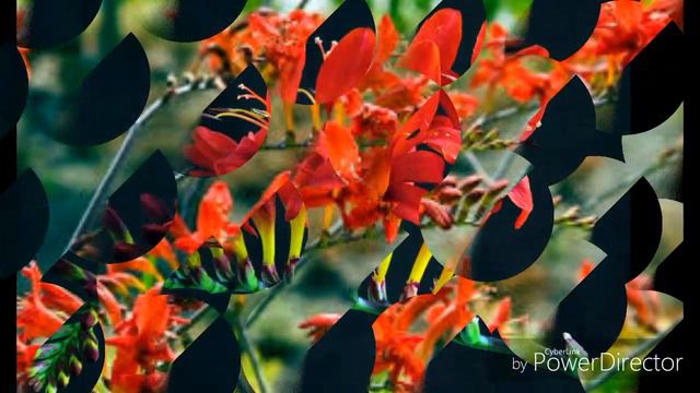 Krokozmija, montbrecija смотреть онлайн