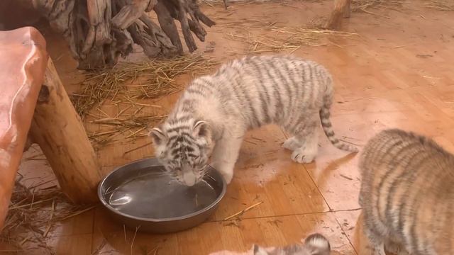 Уникальное видео Бенгальские тигрята Парка Львов Тайган Пьют водичку смотреть онлайн