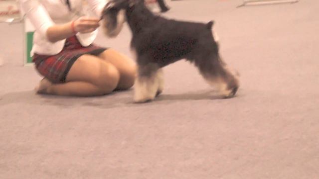 REAL WINNER S TAGANIEGO ROGA – R.CACIB смотреть онлайн