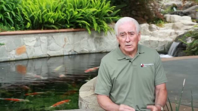 How Many Koi Can I Put In My Pond? смотреть онлайн