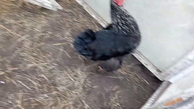 Такого у нас в курятнике ещё небыло. Привёз на дачу необычных жителей, похожих на страусов? смотреть онлайн