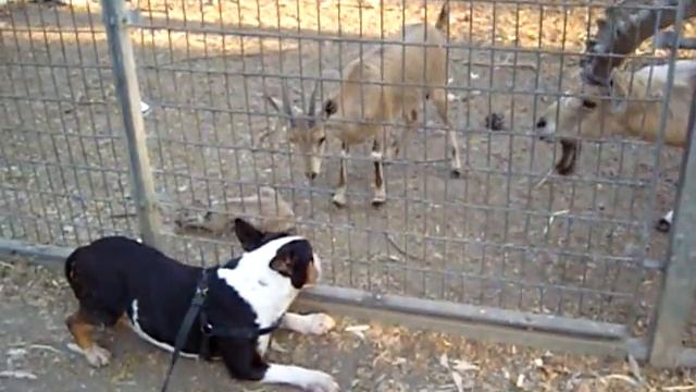 Бультерьер смотреть онлайн