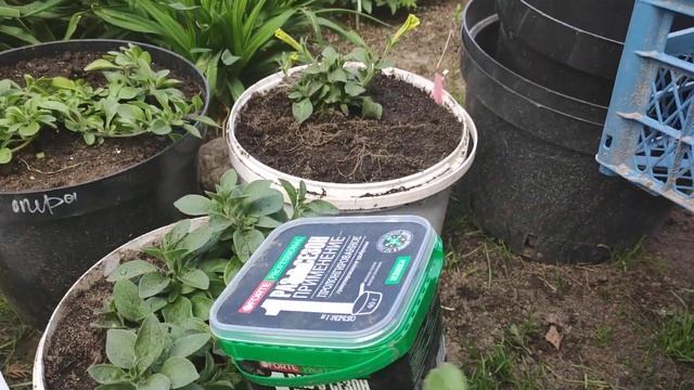 Как готовлю грунт для петунии??Прищипка и подкормка после покупки?? смотреть онлайн