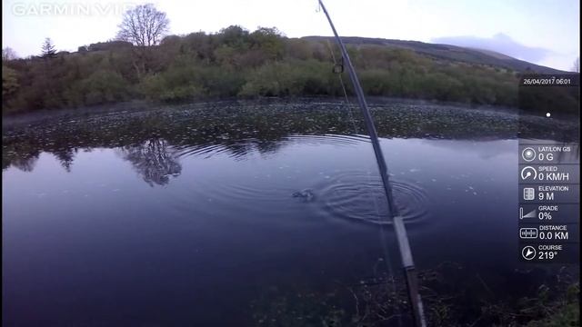 SHOCK- WAVES Twaite Shad Dawn Chorus