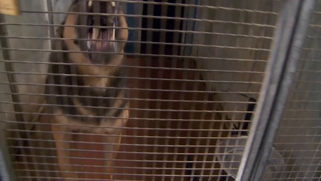 Домашние животные: «Второй шанс» смотреть онлайн