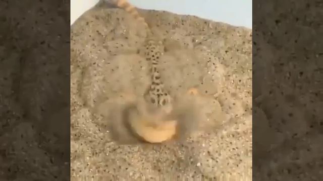 Бородатая агама