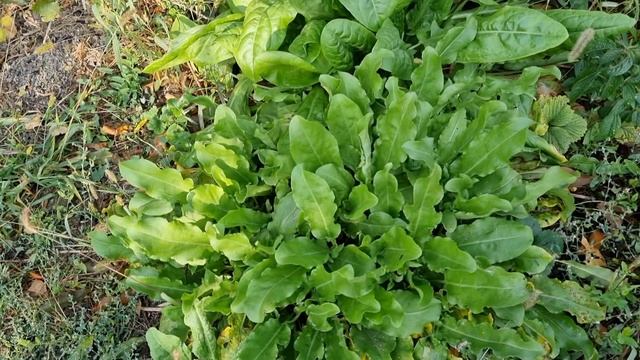 Готовлю суп на курином бульоне и вкусные сухарики в аэрогриле. смотреть онлайн