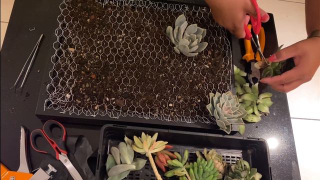 Succulent Arrangement- Wall hanging frame смотреть онлайн