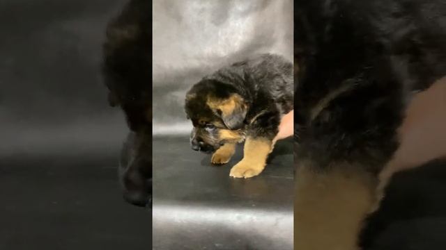 Чепрачный мальчик с серой ниткой! Немецкая овчарка. Жуолль. German Shepherd смотреть онлайн