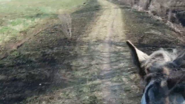 Прогулка с жеребёнком смотреть онлайн