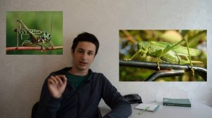 Как отличить кузнечика от саранчи?