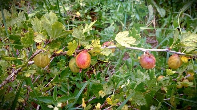 Хороша моя деревня смотреть онлайн