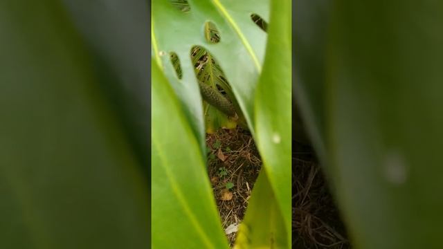 Monsteria ?? смотреть онлайн