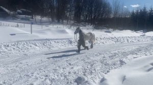 Продаётся кобылка - иноходка