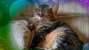 «Кот Васька» музыка и слова Т. Н. Новоселовой (@a_klavesin )