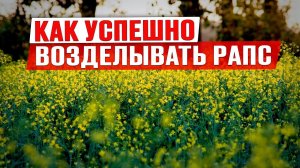 Чем обрабатывать рапс? | Технология возделывания рапса | Защита рапса